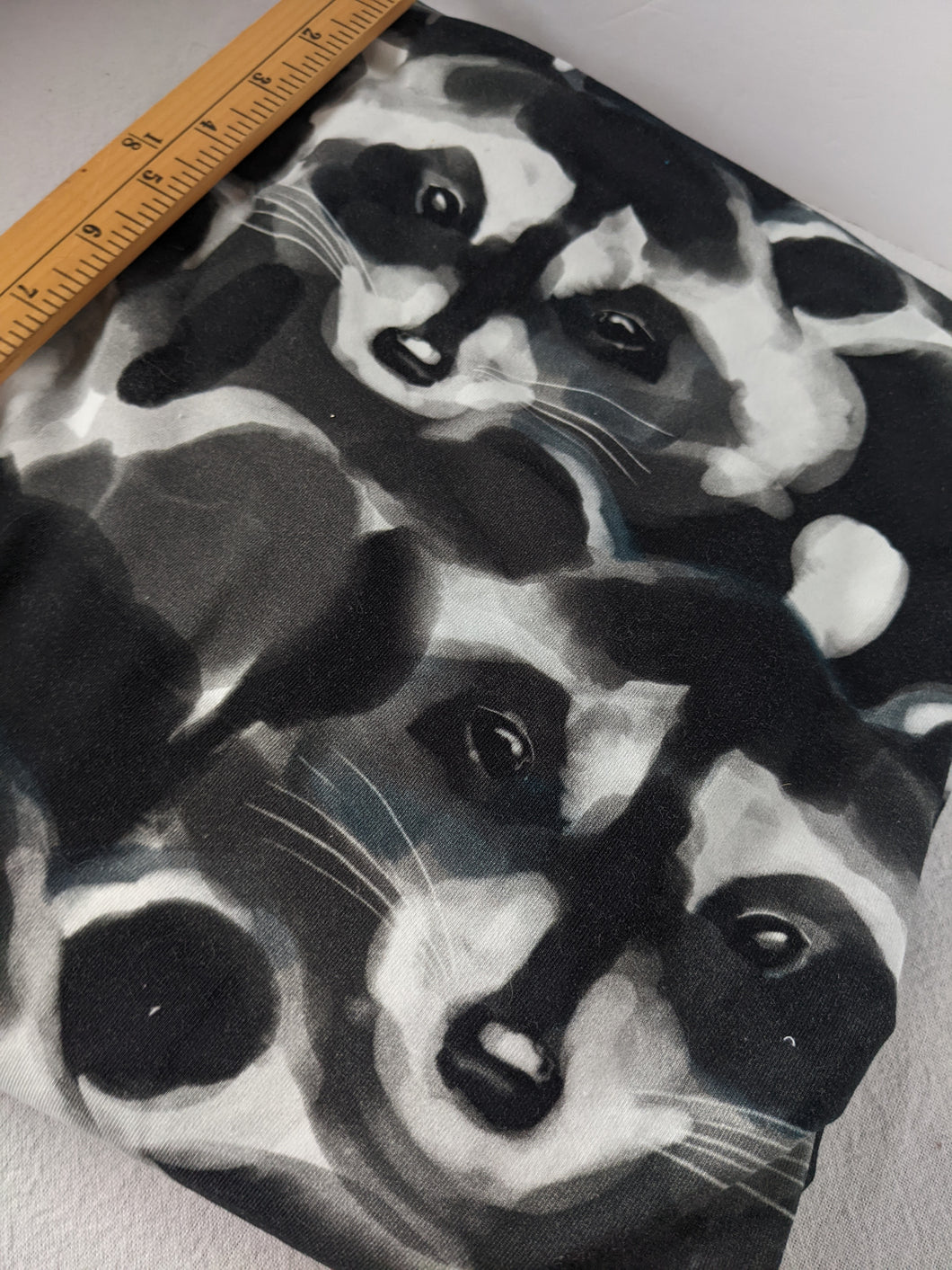 Raccoons- CL- 60x32